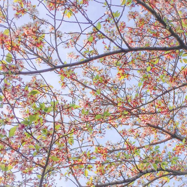 葉桜の景色