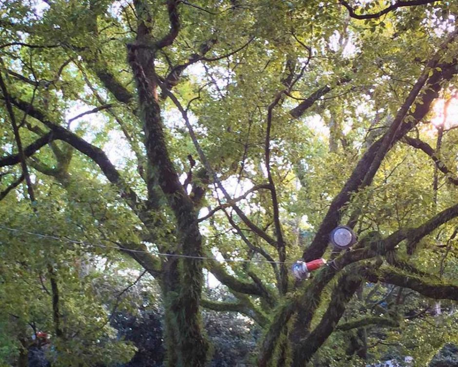 名古屋の熱田神宮で見つけた神秘的な樹木