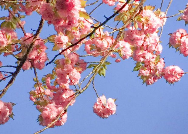 お花見2018八重桜