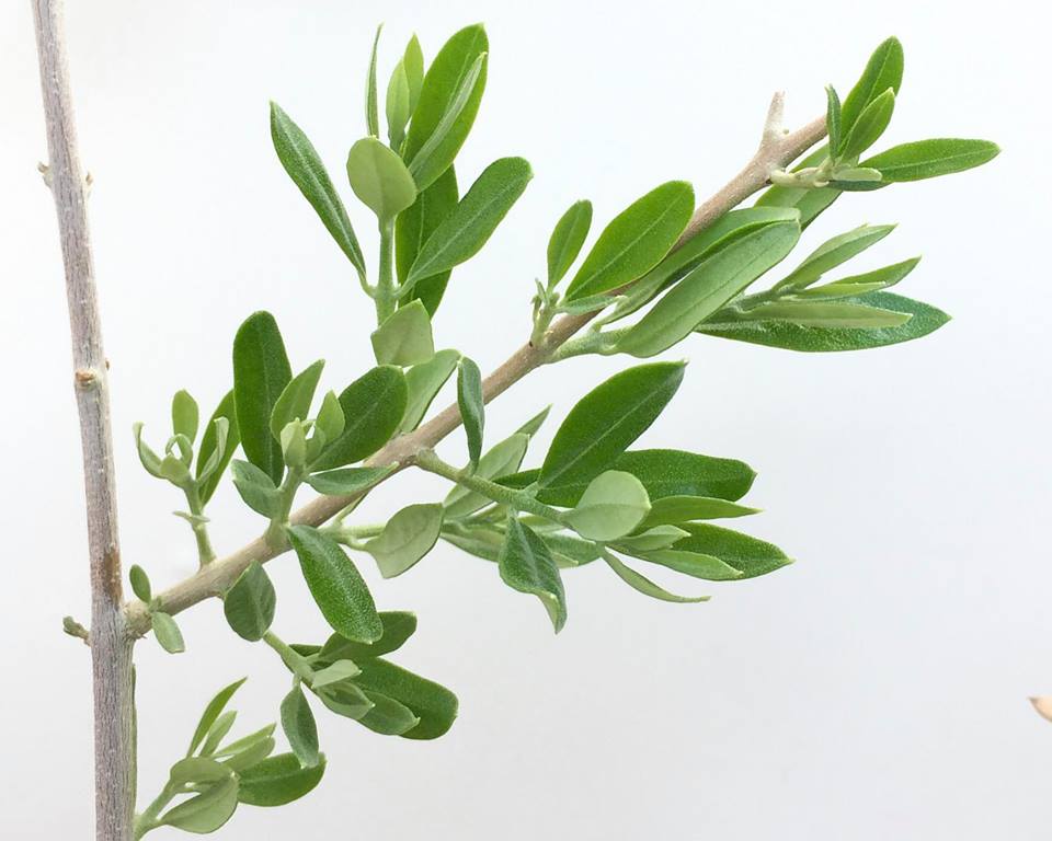 olivetree成長記録